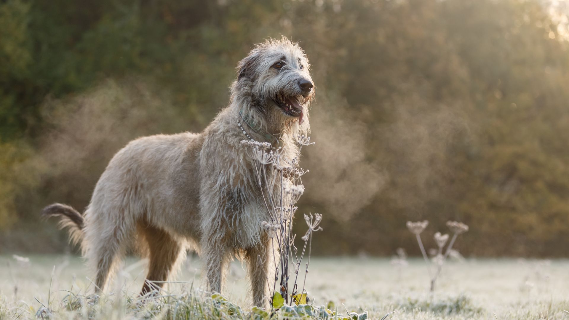 Irish Wolfhound